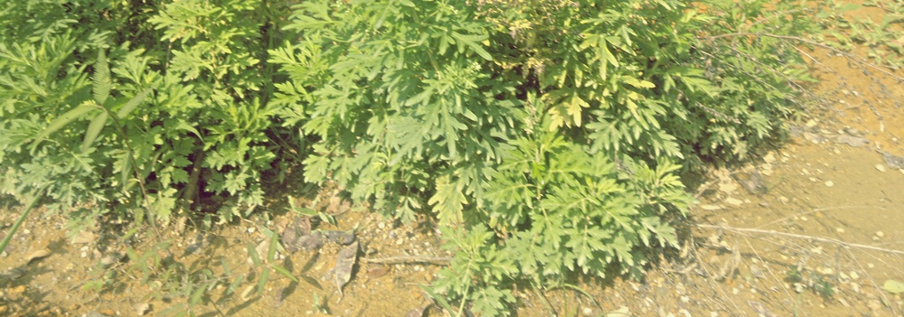 "It's no coincidence that four of the six letters in health are 'heal'." ~ Ed Northstrum